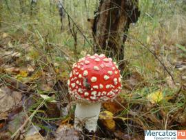 Мухомо́р кра́сный (лат. Amanita muscaria) 3