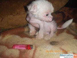 Щенки Китайской Хохлатой Собачки-Мини 2