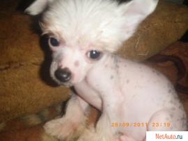 Щенки Китайской Хохлатой Собачки-Мини