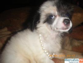 Щенки Китайской Хохлатой Собачки-Мини 3