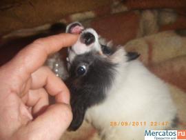 Щенки Китайской Хохлатой Собачки-Мини 4