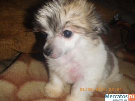 Щенки Китайской Хохлатой Собачки-Мини 5