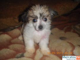 Щенки Китайской Хохлатой Собачки-Мини 6