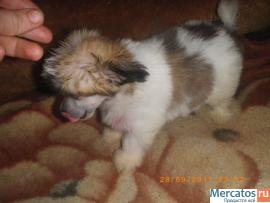 Щенки Китайской Хохлатой Собачки-Мини 7