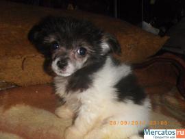 Щенки Китайской Хохлатой Собачки-Мини 8