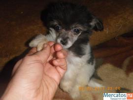 Щенки Китайской Хохлатой Собачки-Мини 9