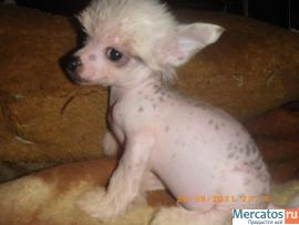 Щенки Китайской Хохлатой Собачки-Мини 10