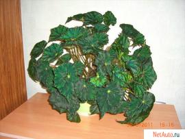 цветок для дома бегонию