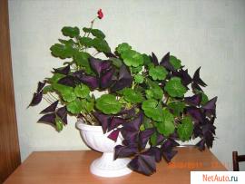 цветок для дома герань алая+кислица