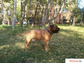 щенок бульмастифа 2- мес 2