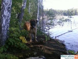 щенок бульмастифа 2- мес 3