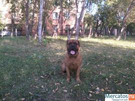 щенок бульмастифа 2- мес 4