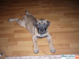 щенок бульмастифа 2- мес 5