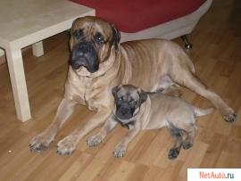 щенок бульмастифа 2- мес