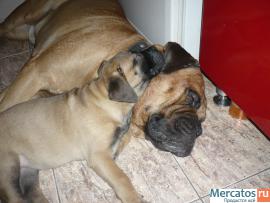 щенок бульмастифа 2- мес 6