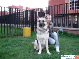 продам щенка восточноевропейской овчарки 2