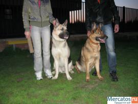 продам щенка восточноевропейской овчарки 3