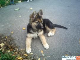 продам щенка восточноевропейской овчарки 4
