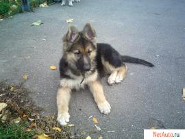 продам щенка восточноевропейской овчарки