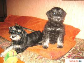 щенки цвергшнауцера двухмесячные черные с серебром домашние