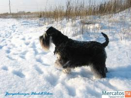 щенки цвергшнауцера двухмесячные черные с серебром домашние 2