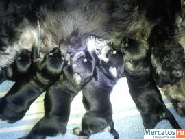 щенки цвергшнауцера двухмесячные черные с серебром домашние 3