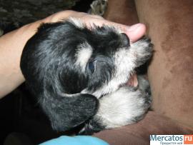 щенки цвергшнауцера двухмесячные черные с серебром домашние 4