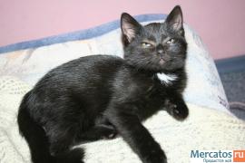 А МЫ ЧЁРНЫЕ КОТЯТКИ! 2