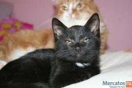 А МЫ ЧЁРНЫЕ КОТЯТКИ! 3
