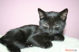 А МЫ ЧЁРНЫЕ КОТЯТКИ!