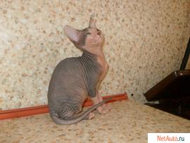 Красивый котенок донского сфинкса