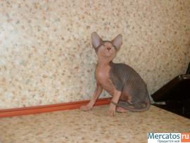 Красивый котенок донского сфинкса 2