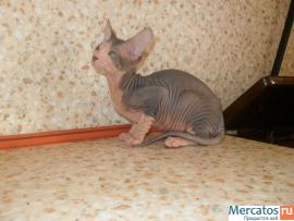 Красивый котенок донского сфинкса 3