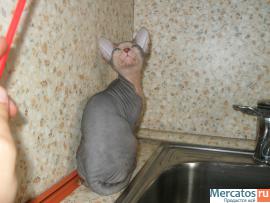 Красивый котенок донского сфинкса 4