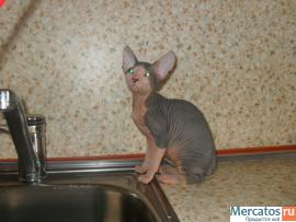 Красивый котенок донского сфинкса 5