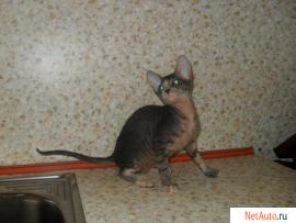 Очаровательный котенок Донского Сфинкса