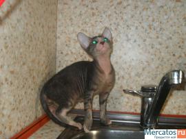 Очаровательный котенок Донского Сфинкса 2