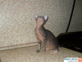 Очаровательный котенок Донского Сфинкса 3