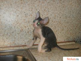 котенок Донского Сфинкса