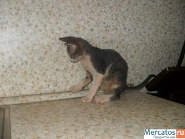 котенок Донского Сфинкса 2