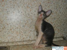 котенок Донского Сфинкса 3