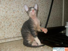 котенок Донского Сфинкса 4