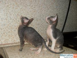 котенок Донского Сфинкса 5