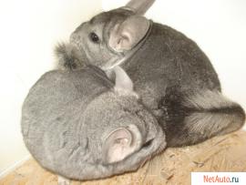 Продам шиншилл