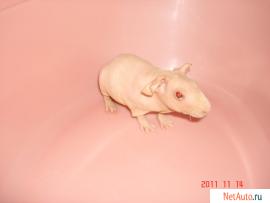 СКИННИ - лысая морская свинка