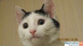 Котенок в добрые руки 2