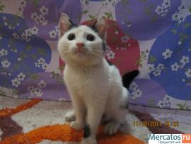 Котенок в добрые руки 3