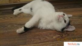 Котенок в добрые руки