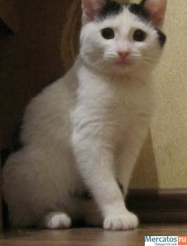 Котенок в добрые руки 4