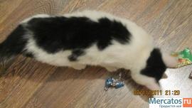 Котенок в добрые руки 5